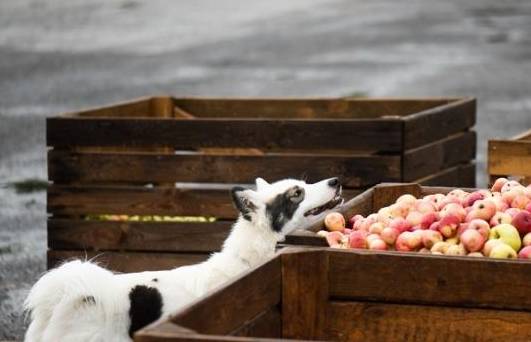 苹果减配版可以买吗吗:狗可以吃苹果吗？关于狗吃苹果的一些问题
