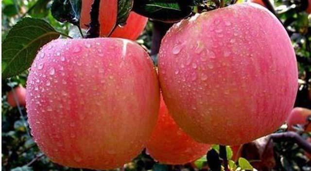 百词斩 苹果版:苹果在古代不叫苹果，而是一个非常写意的名字，日语里仍然保留